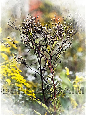 An end of summer flowerscape