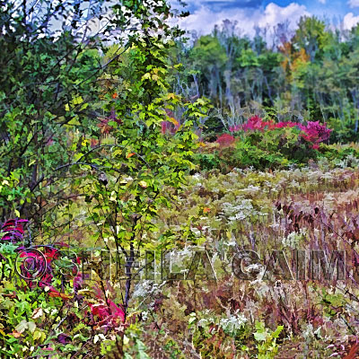 An end of summer flowerscape