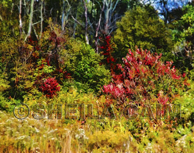 An end of summer flowerscape