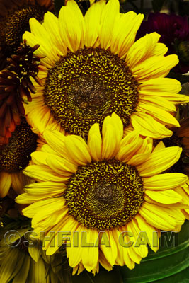 Two Sunflowers