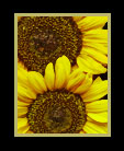 Two Sunflowers thumbnail