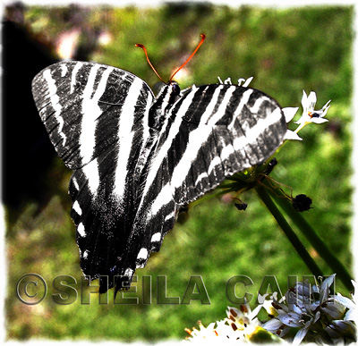 Swallowtail butterfly