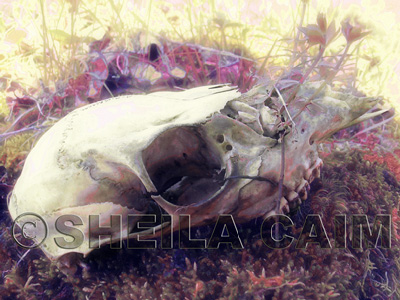 Dreamy pastel of deer skeleton 