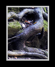 Tangled web of roots thumbnail