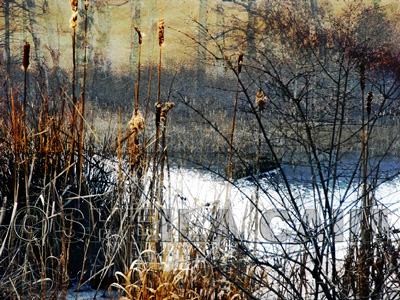 Montage of trees and lake