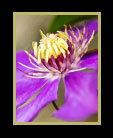 A purple flower with torn petals, but still beautiful thumbnail