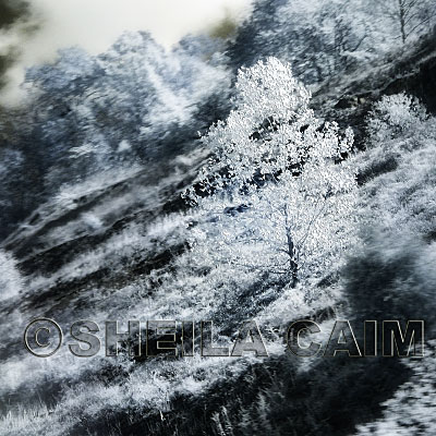 An infrared shot of a tree standing alone in a field.