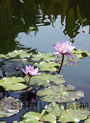 Two water lilies floating in a pond