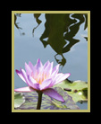 Two water lilies floating in a pond thumbnail