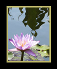 Two water lilies floating in a pond thumbnail