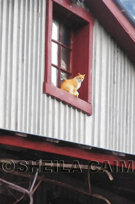 Cat sitting in window frame of barn