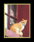 Cat sitting in window frame of barn thumbnail