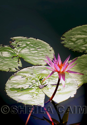 A pink floating waterlily
