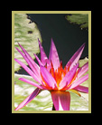 A pink floating waterlily thumbnail
