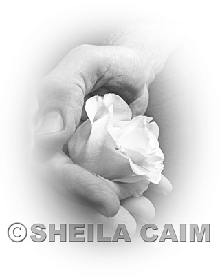 Silver and white image of hand holding white rose