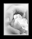 silver and white image of hand holding white rose