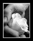 White Rose thumbnail