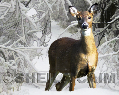 Deer in a winter scene