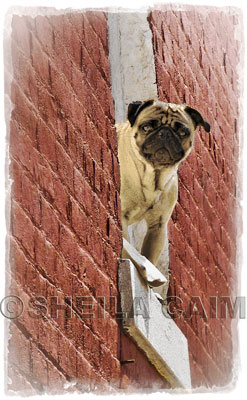 A Pug hanging out a window