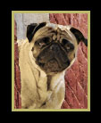 A Pug hanging out a window thumbnail