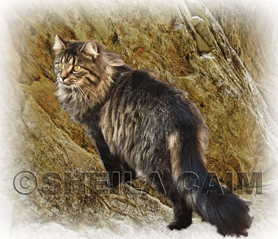 A beautiful long-haired cat standing on a steep slope