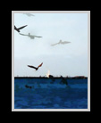 Digital painting  of birds over the ocean thumbnail