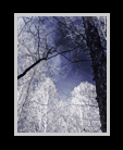 An infrared winter landscape thumbnail
