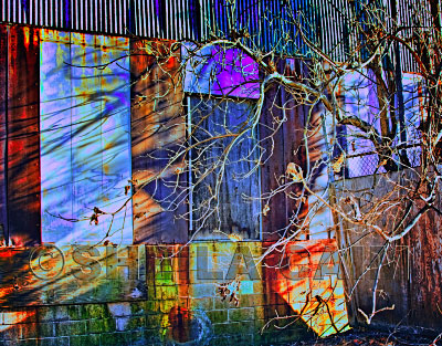 The shadows of a tree against an abandoned factory wall 