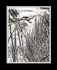 Black and white winter river scene thumbnail