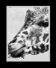 Giraffe eating leaves thumbnail